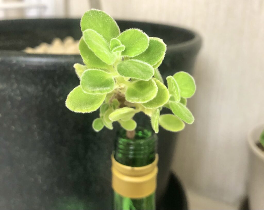 アロマティカス水差し