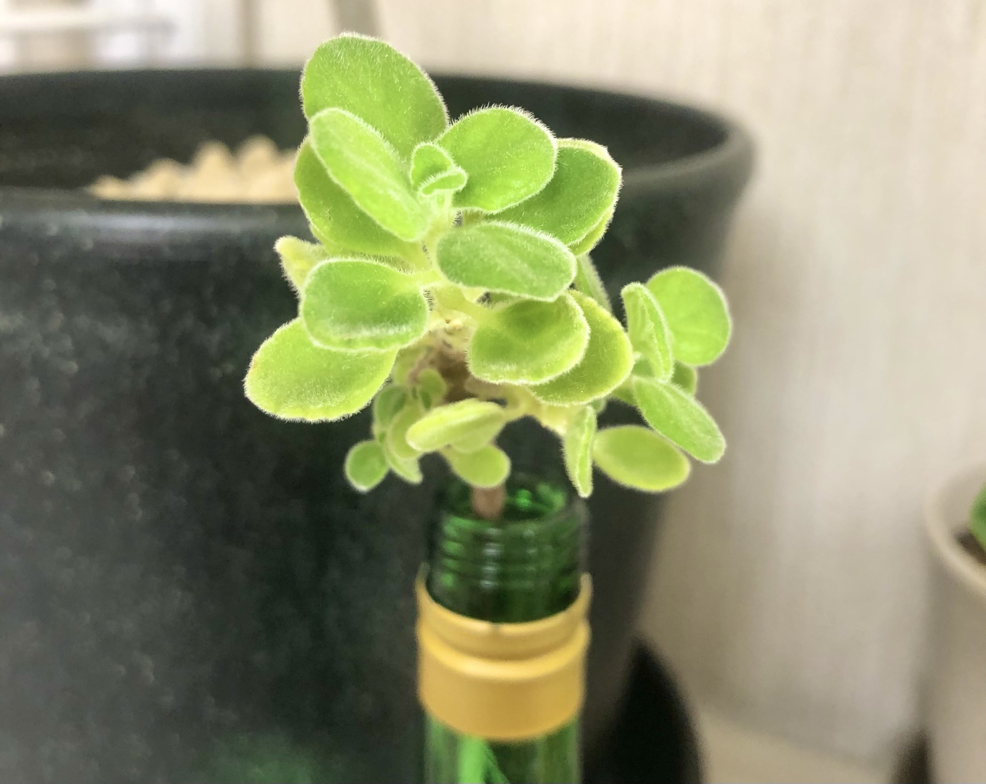 アロマティカス水差し