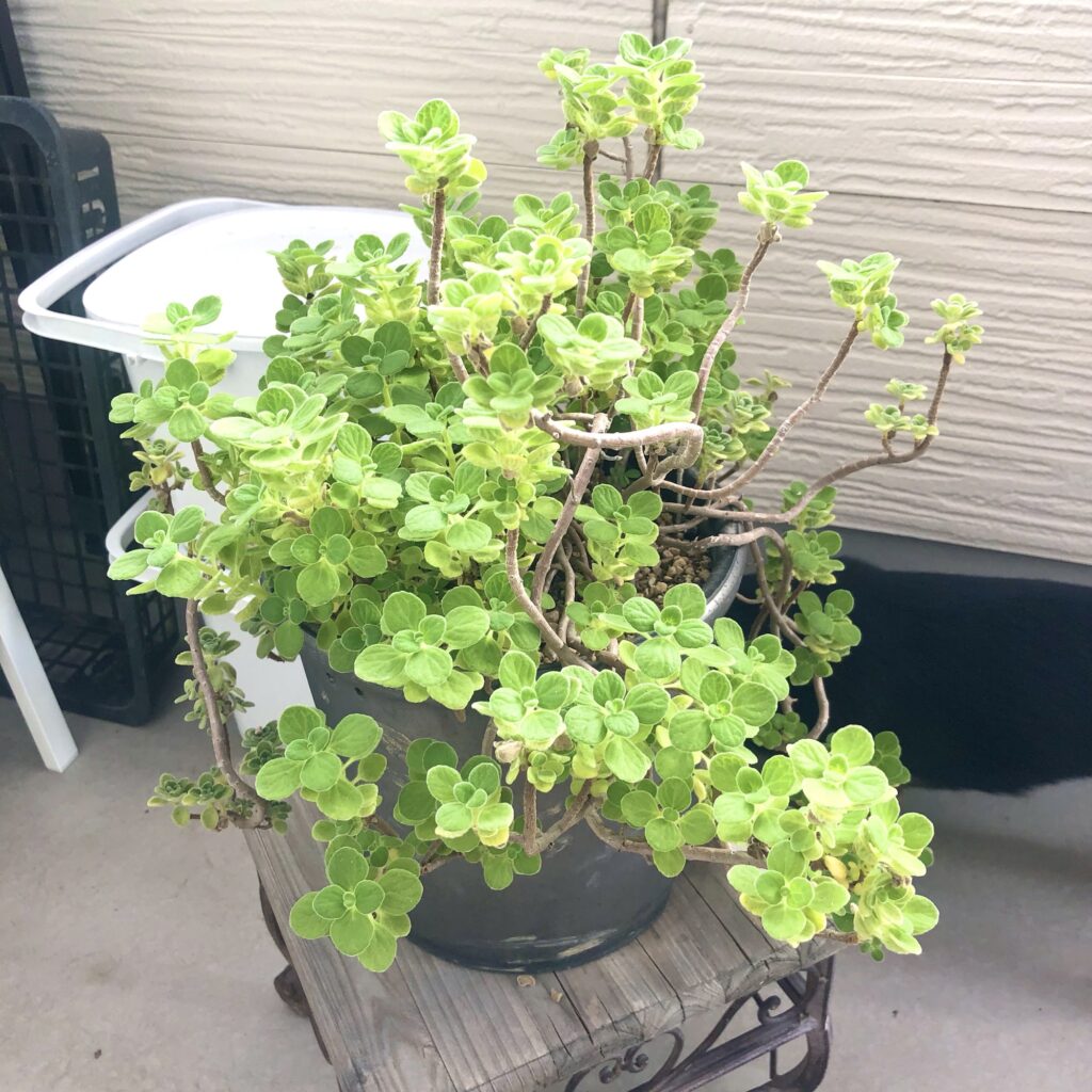 木質化したアロマティカス