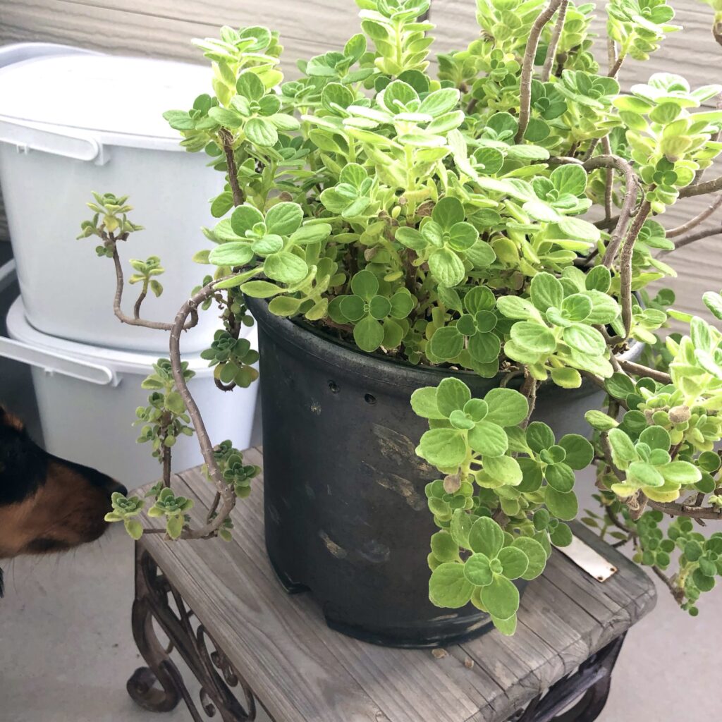 木質化したアロマティカス