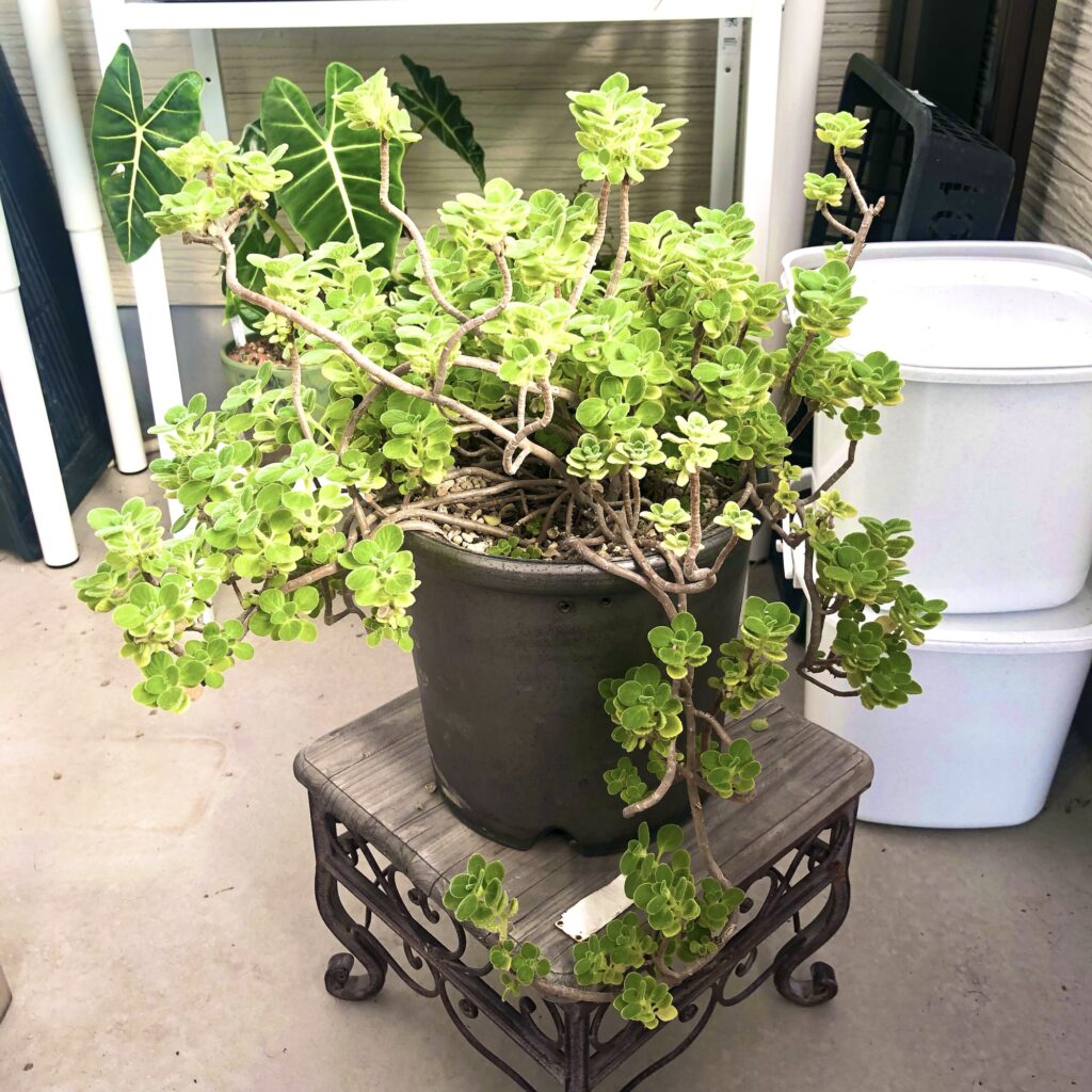 4年目のアロマティカス