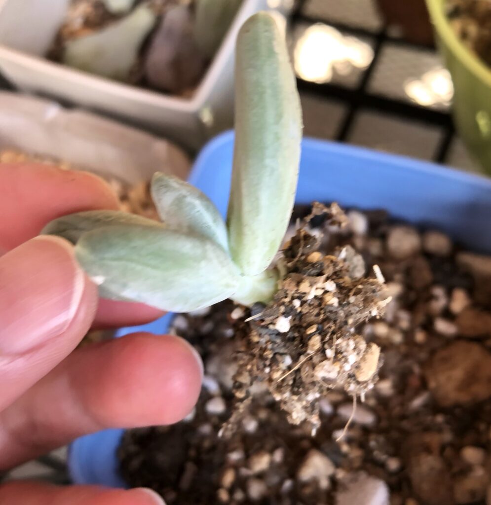 パキベリア・スカイ葉挿し