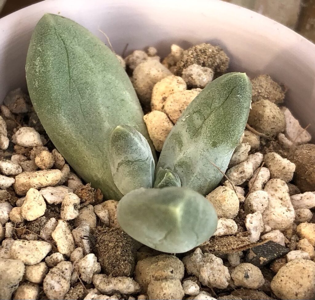 パキベリア・スカイ葉挿し