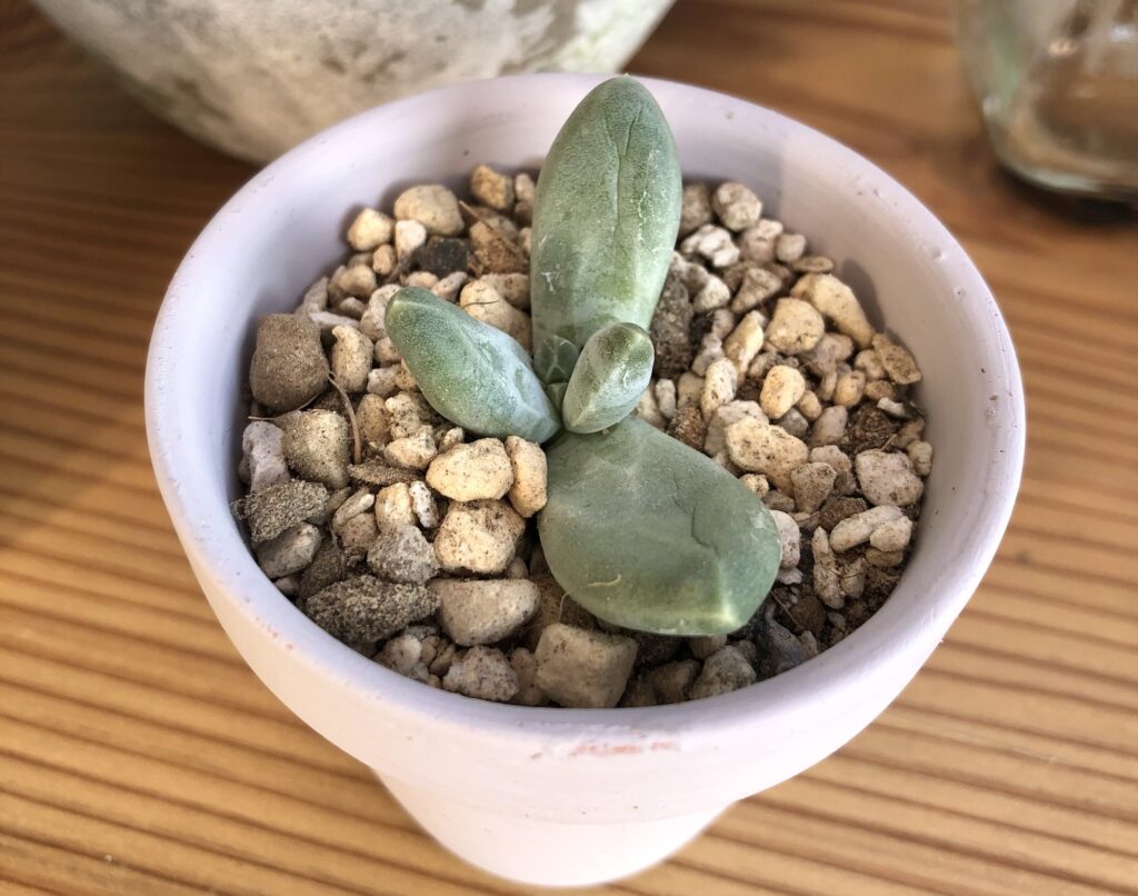 パキベリア・スカイ葉挿し