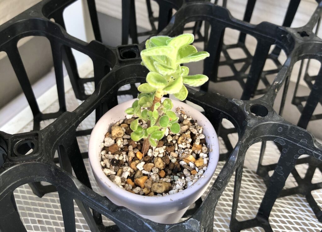 ミニアロマティカス