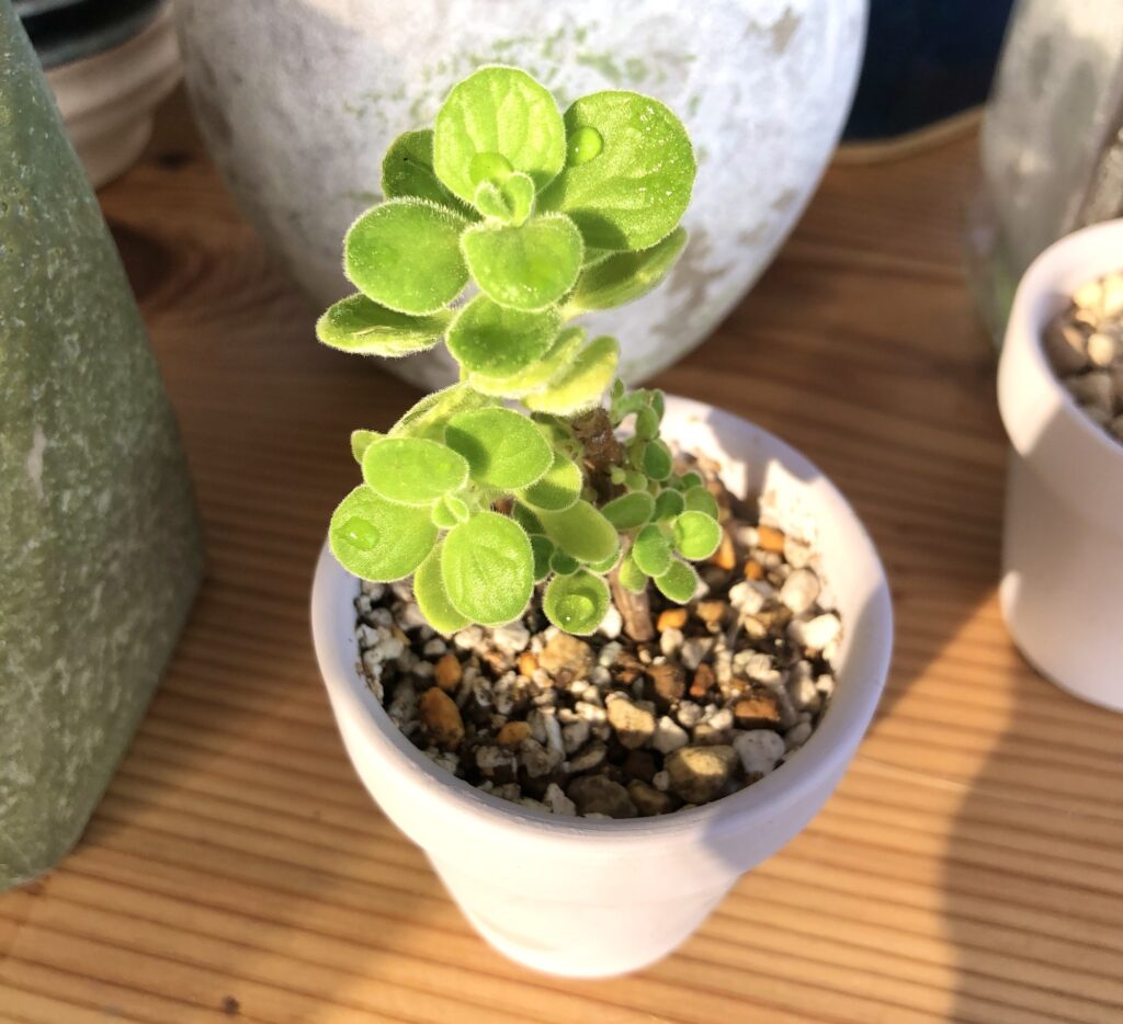 アロマティカス植替え