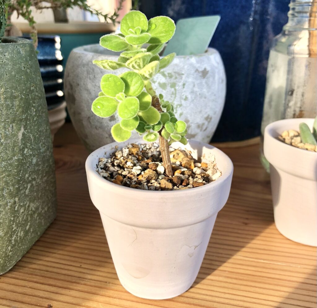 アロマティカス植替え