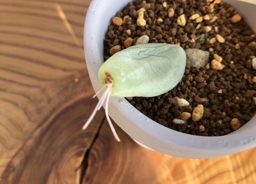 パキベリア・スカイ葉挿し