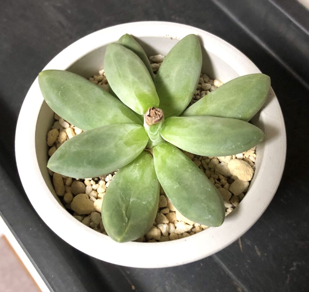 剪定したパキベリア・スカイ