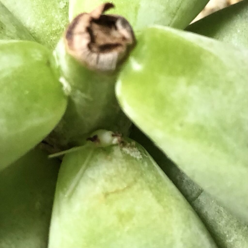 パキベリア・スカイ