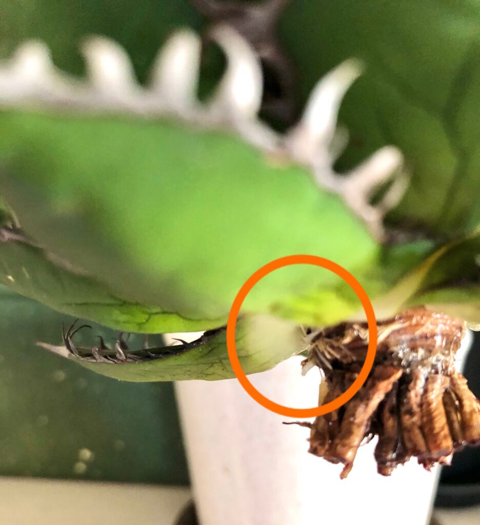 アガベ・ホリダの発根作業