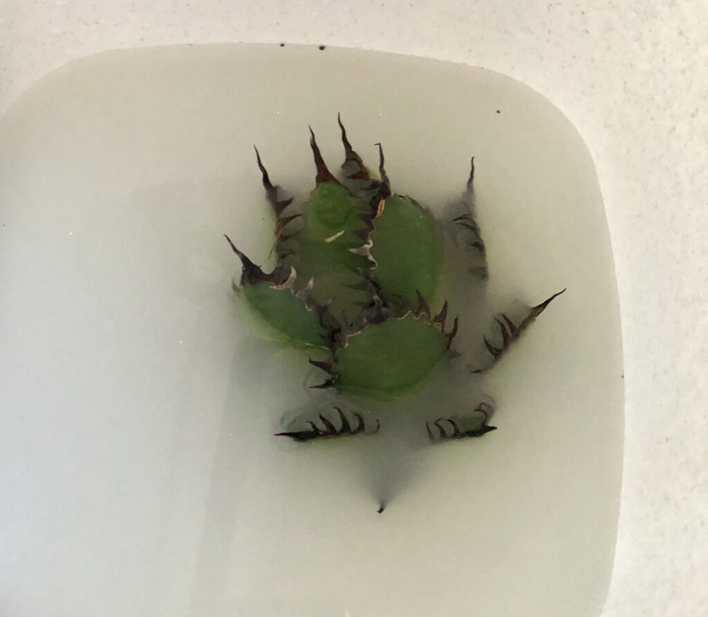 殺菌中のアガベ・ホリダ