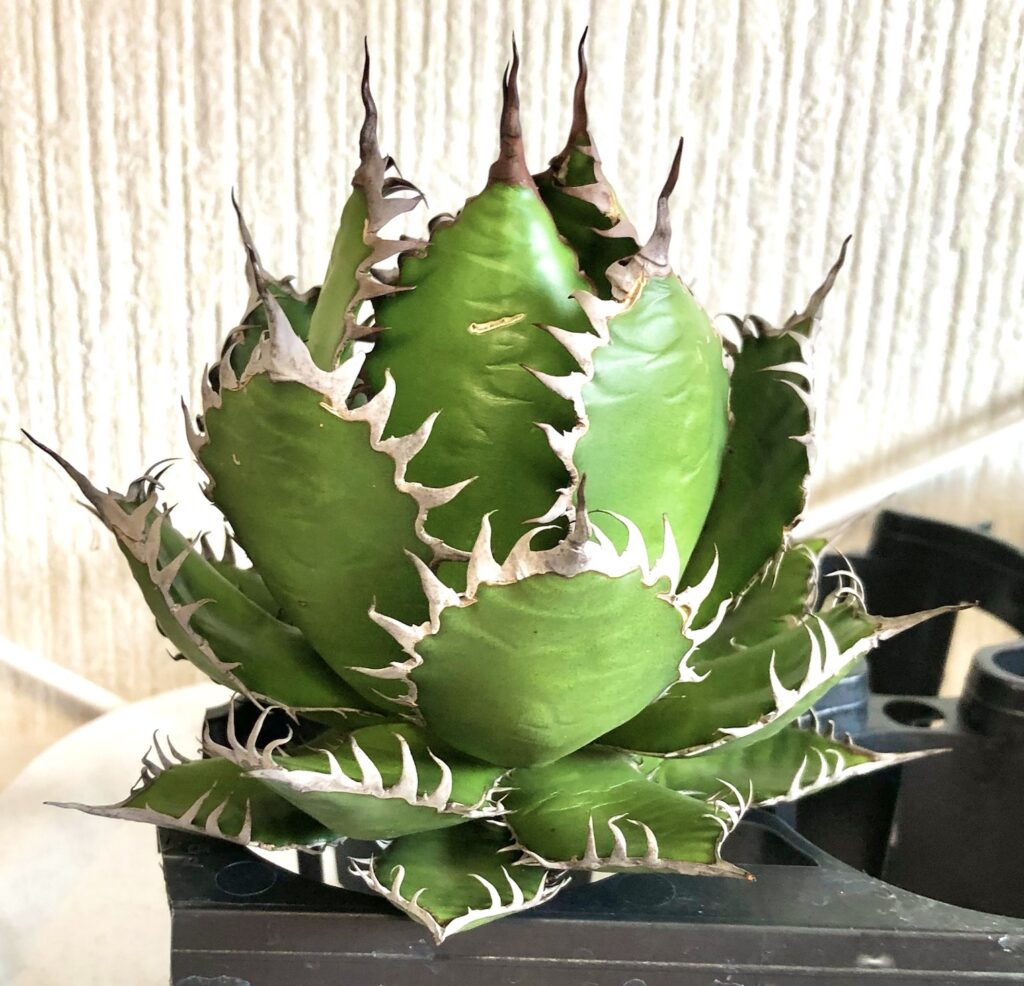 アガベ・ホリダ