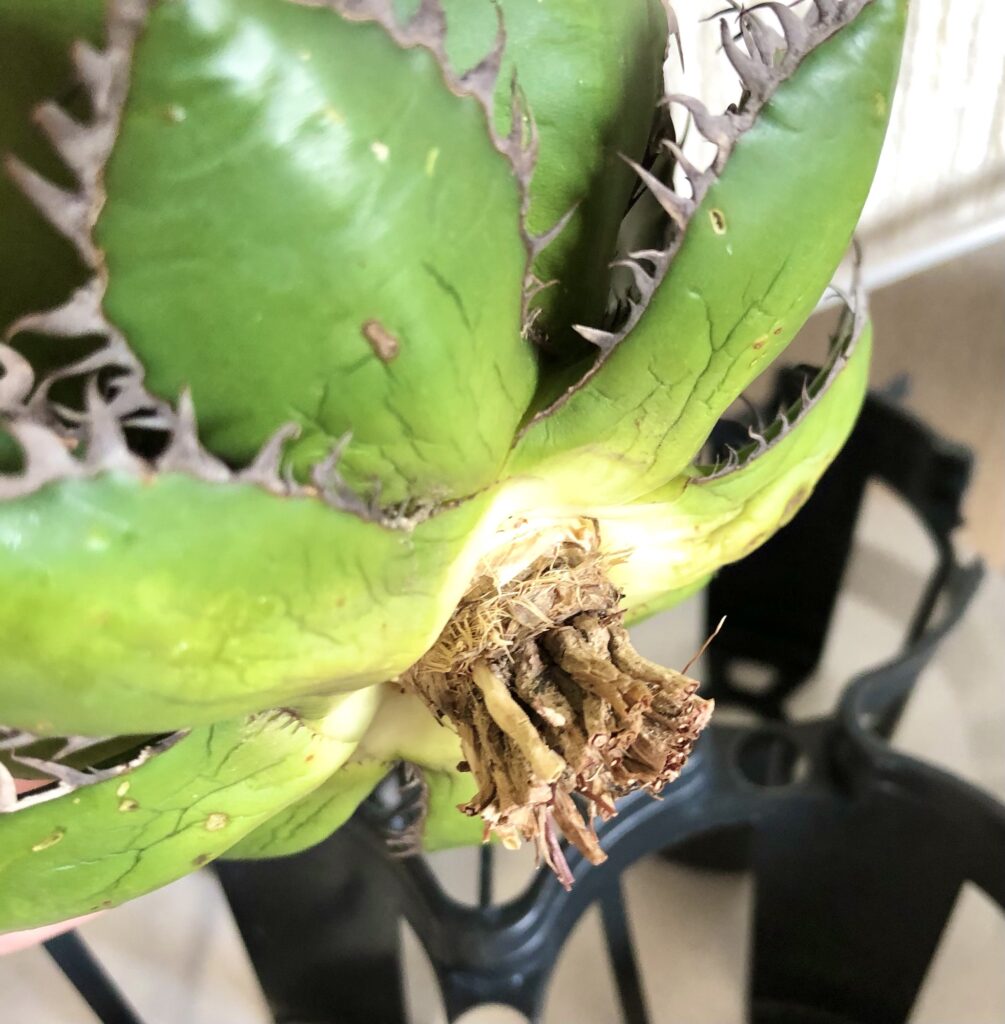 アガベ・ホリダ、ベアルート株の根っこ