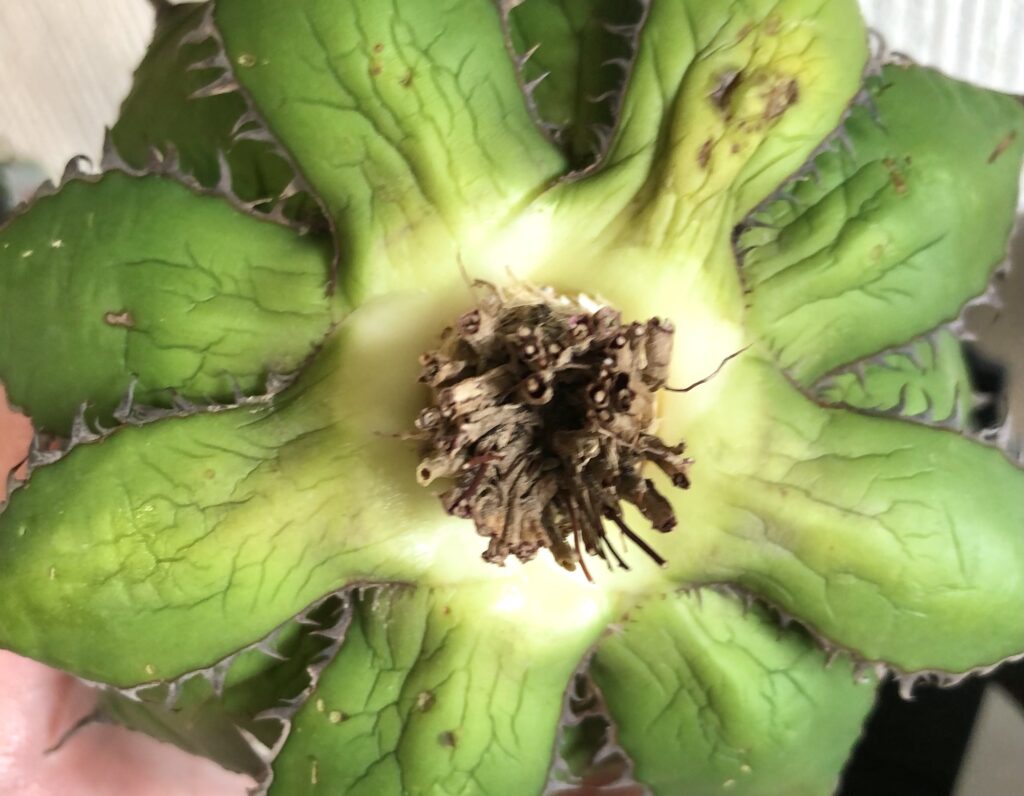 アガベ・ホリダ、ベアルート株の根っこ