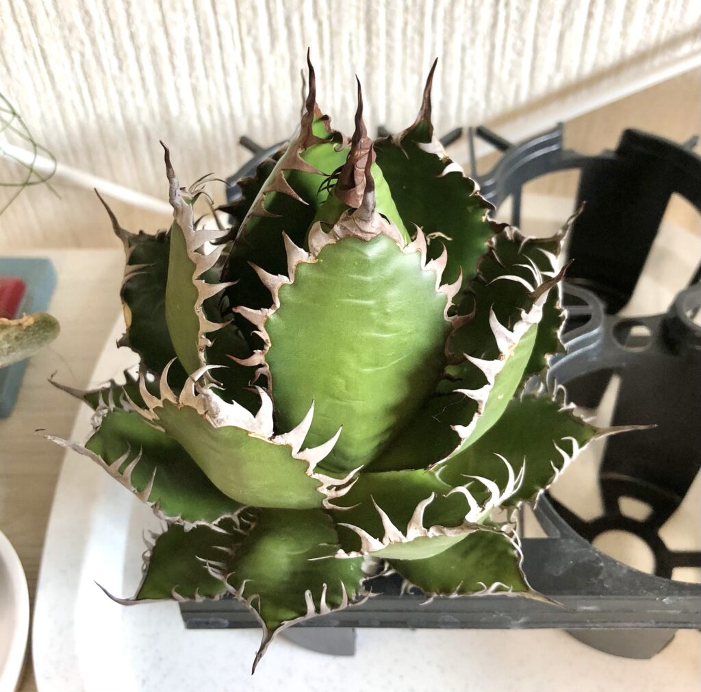 アガベ・ホリダ