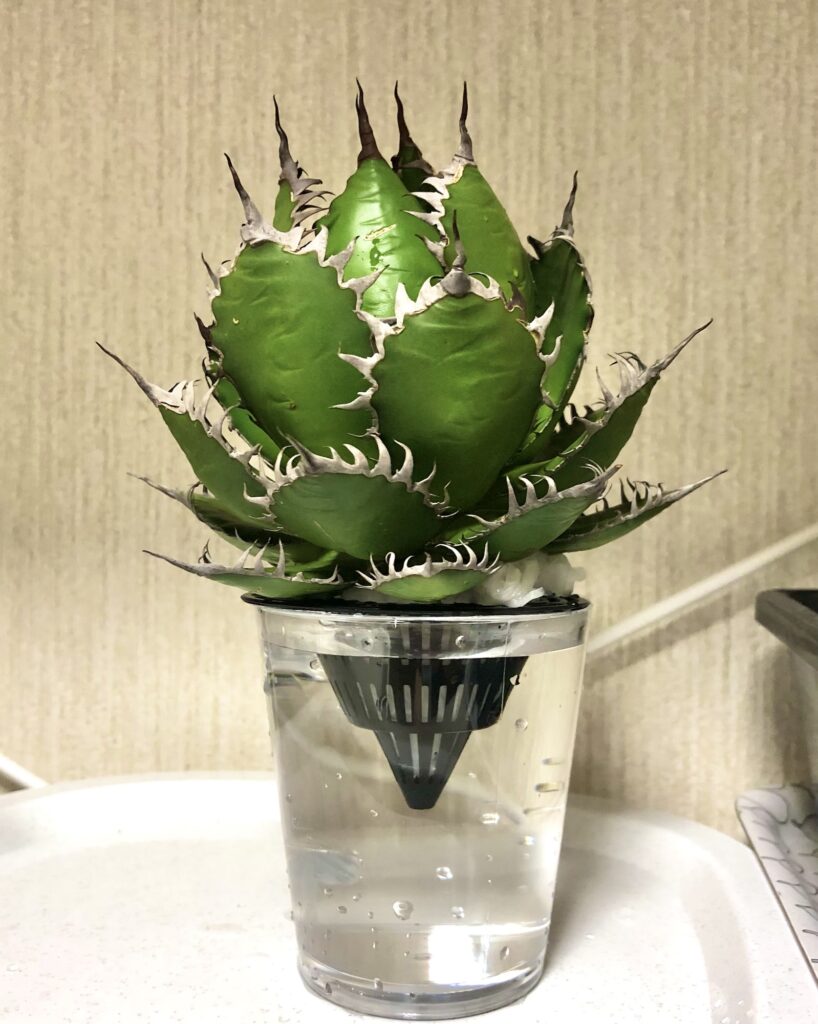 水耕で発根作業中のアガベ・ホリダ