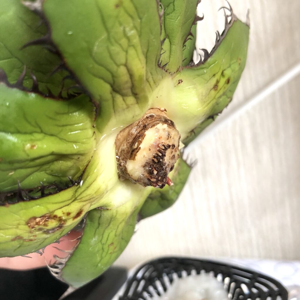 アガベ・ホリダ水耕栽培