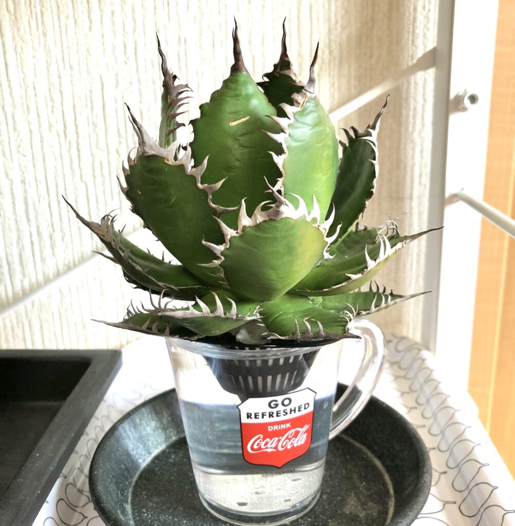 アガベ・ホリダの発根作業