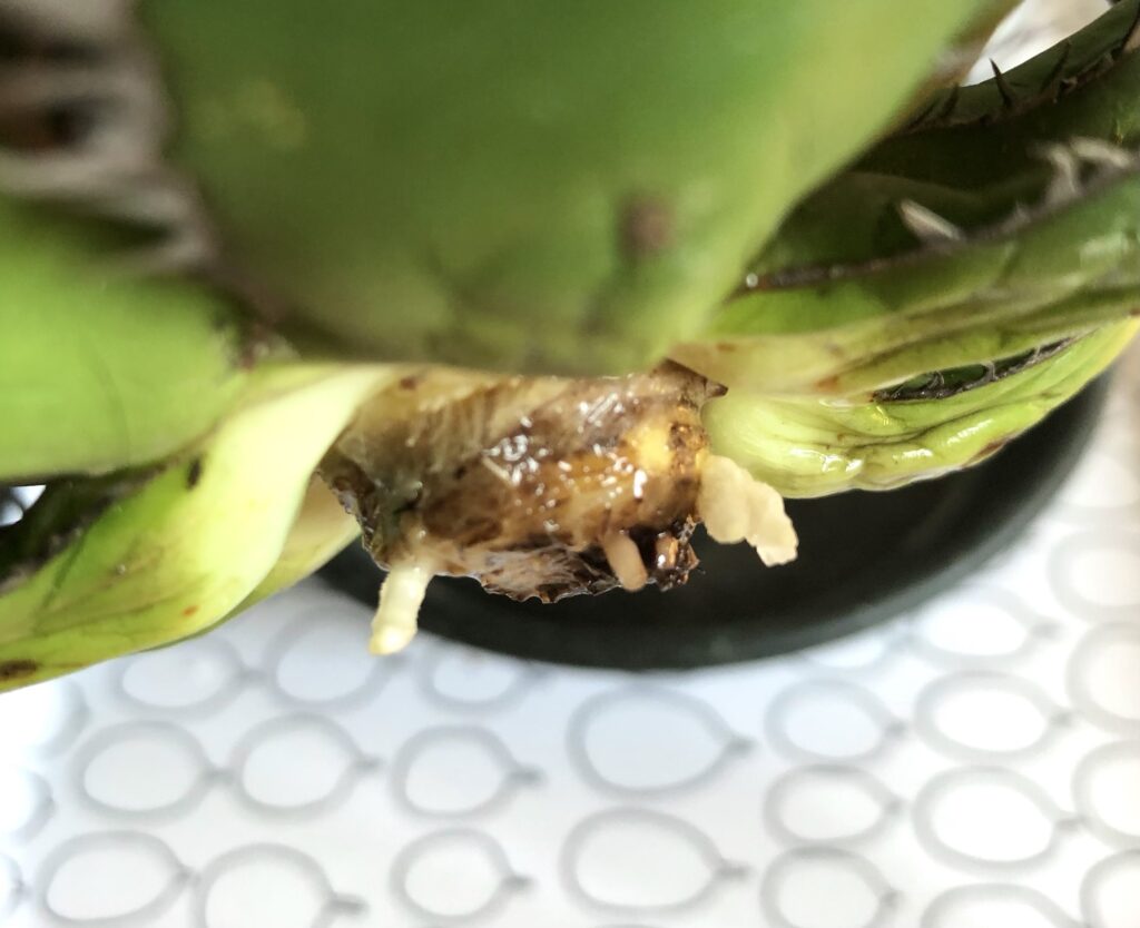 アガベ・ホリダ水耕栽培で発根