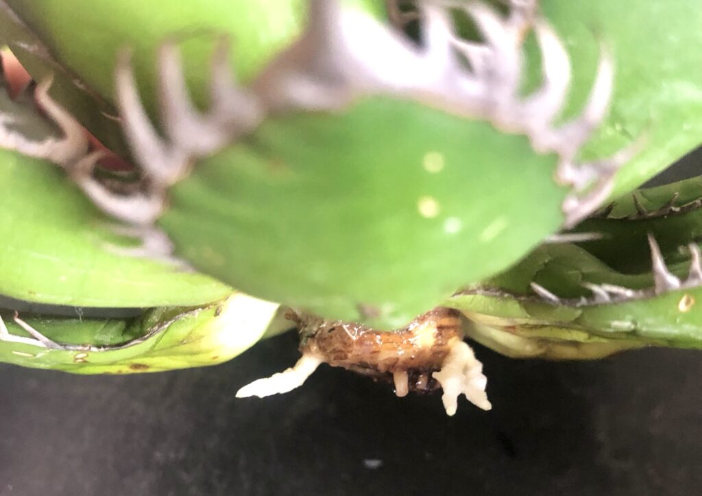 アガベ・ホリダ発根作業