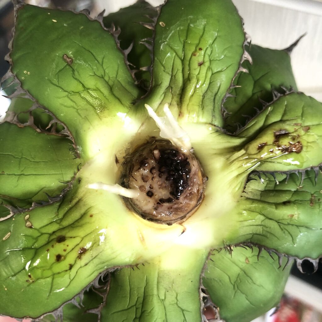 アガベ・ホリダ水耕栽培で発根