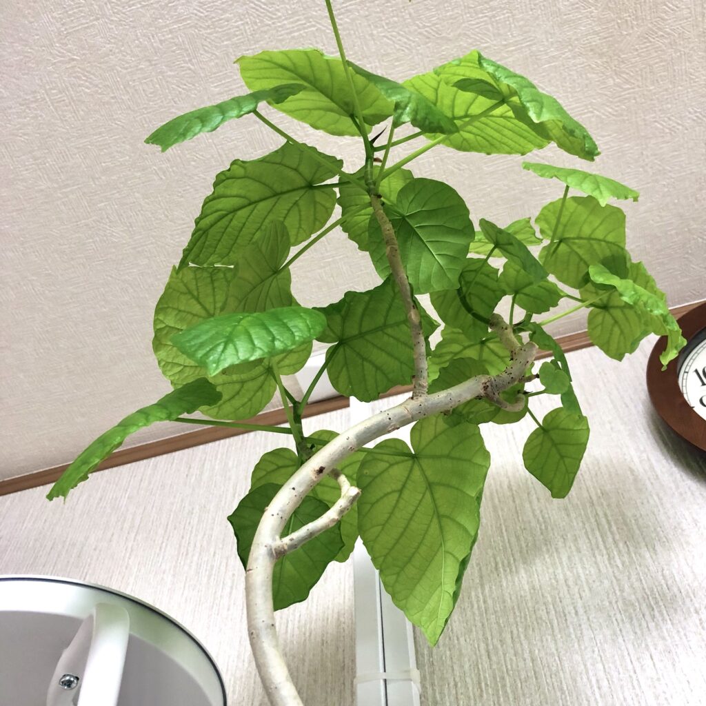 フィカスウンベラータ、下から見た図