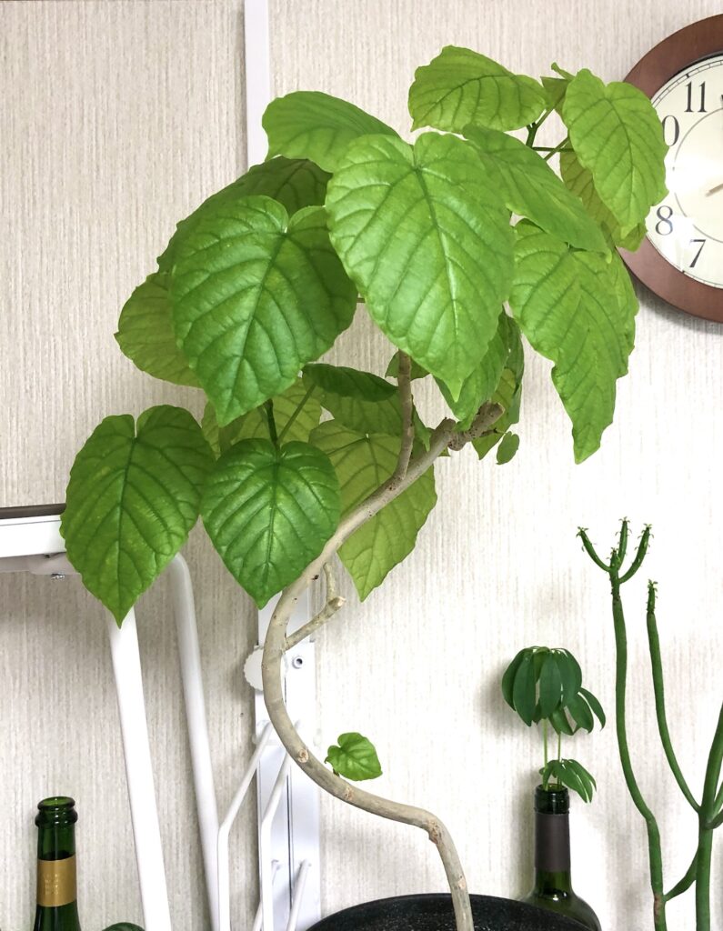 フィカスウンベラータ