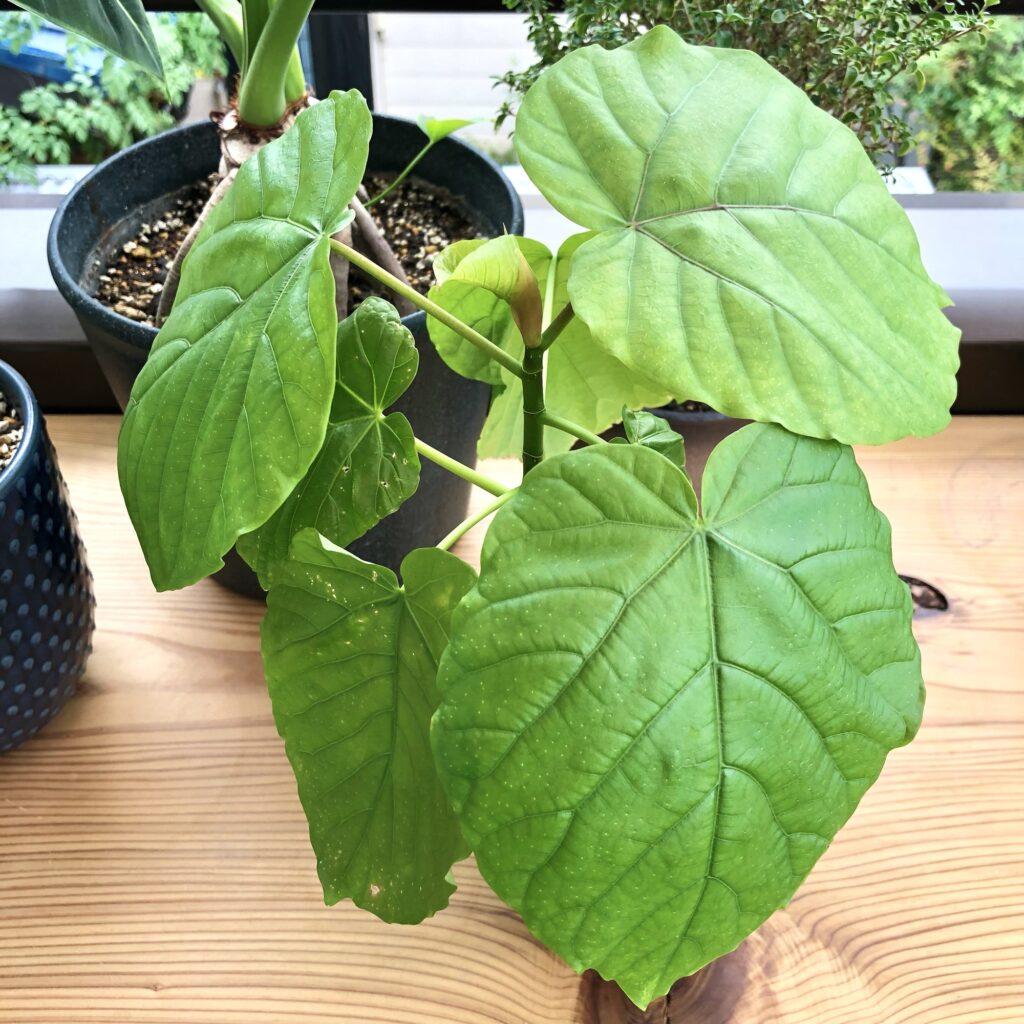 フィカス・ウンベラータ