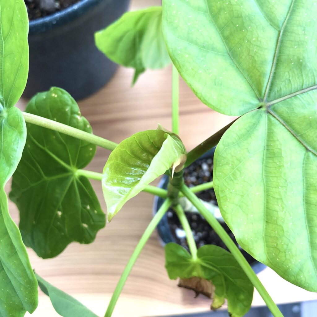 フィカス・ウンベラータ新芽