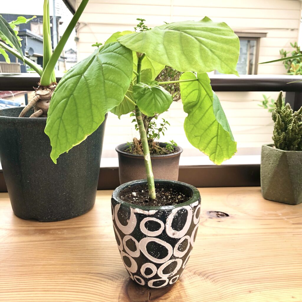 挿し木したフィカス・ウンベラータ