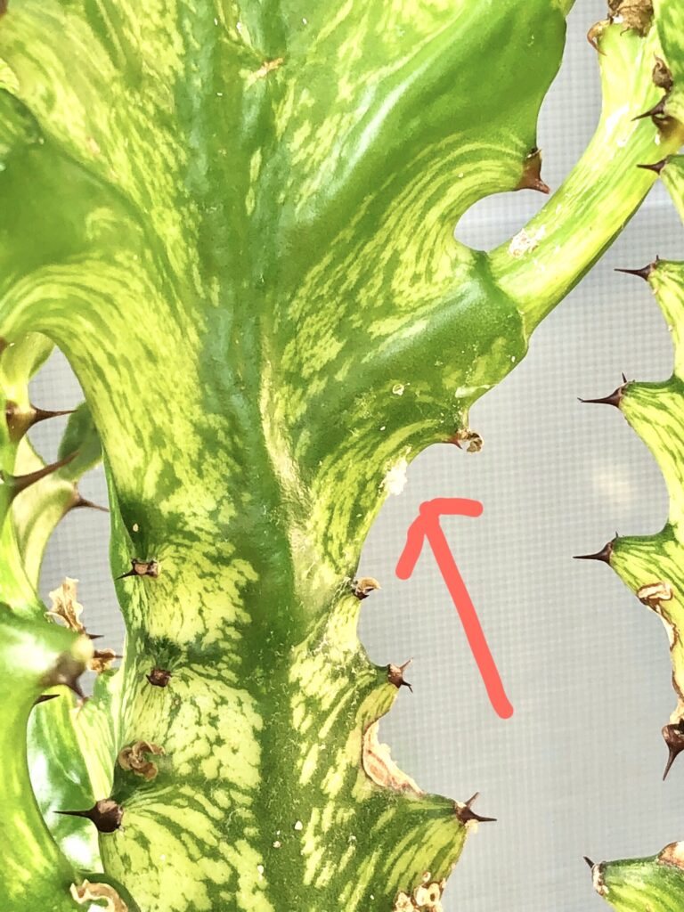 トリゴナ・イエローに白い繭が