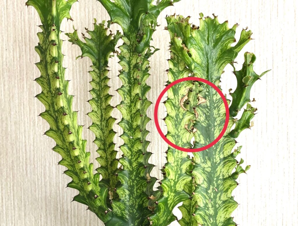 トリゴナ・イエロー虫悔いの跡らしきもの