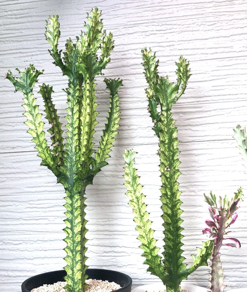 トリゴナ・イエロー