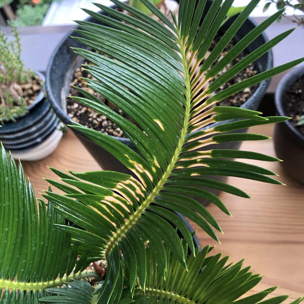 葉焼けしたソテツの葉