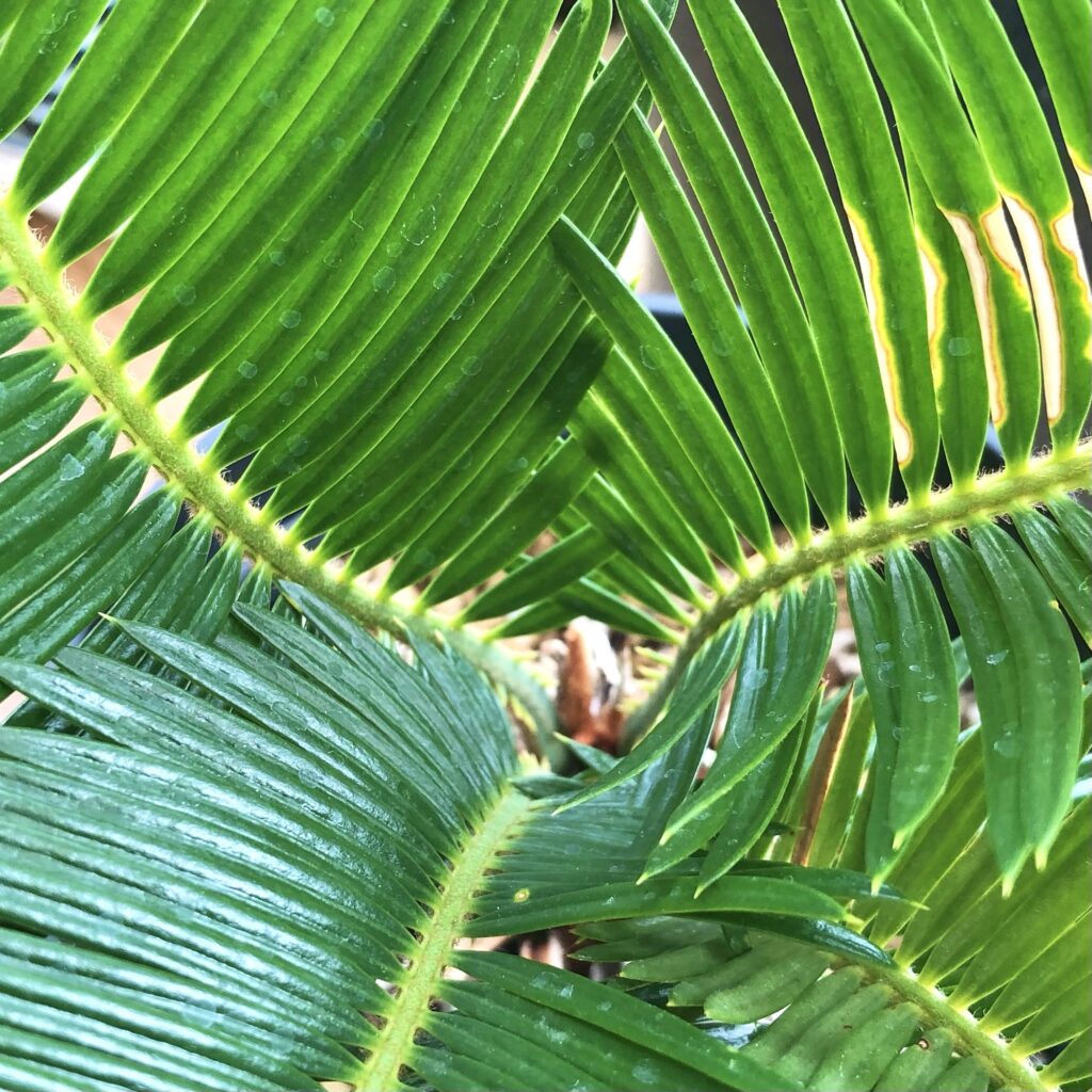 ソテツの中心部