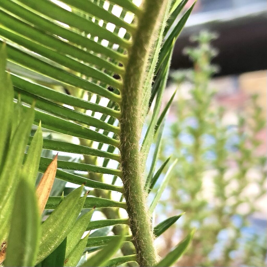 ソテツのうぶ毛