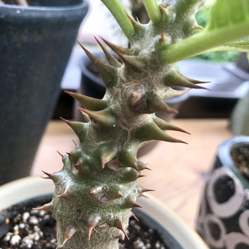 パキポディウム・バロニーの茎