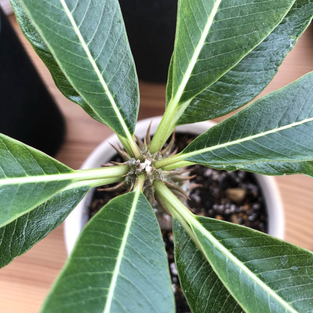 パキポディウム・バロニーを上から見た図