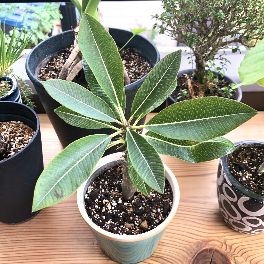 パキポディウム・バロニー