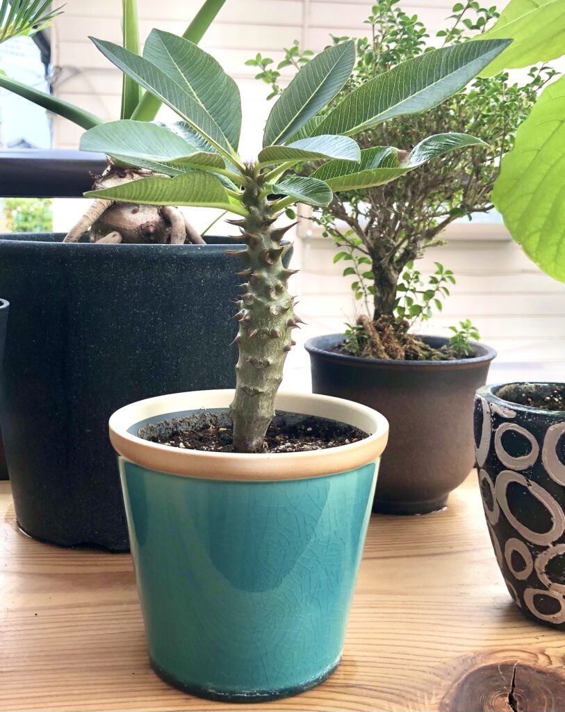 パキポディウム・バロニー