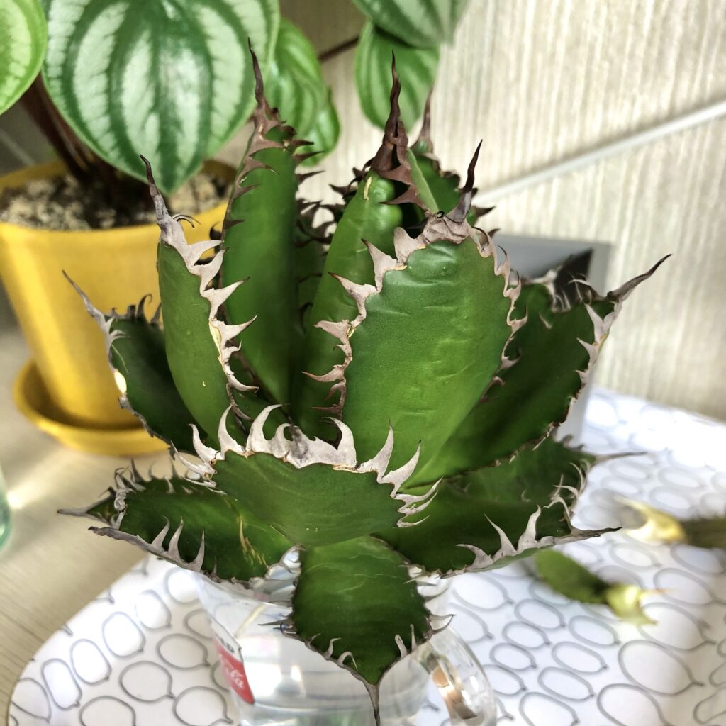 発根作業中のアガベ・ホリダ