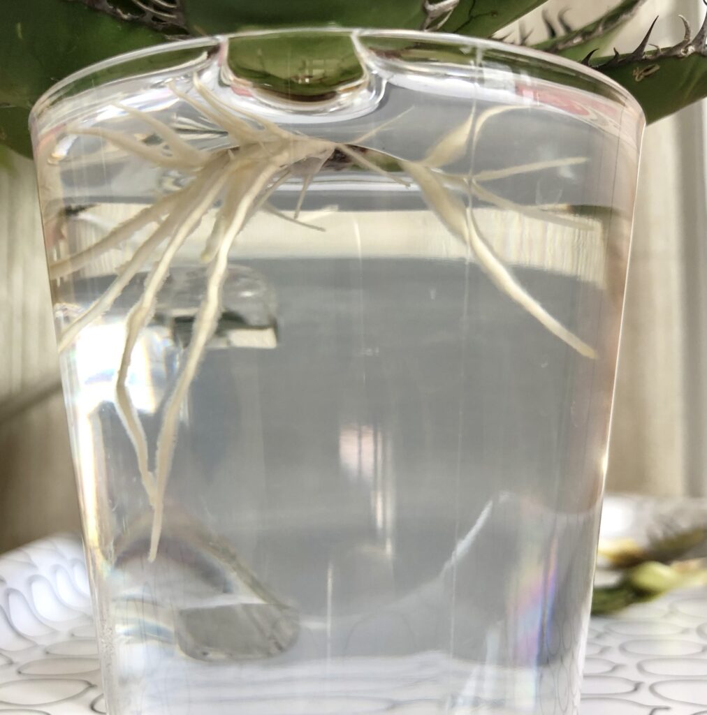 水耕栽培で発根したホリダの根っこ