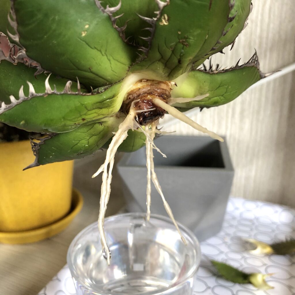 水耕栽培で発根したホリダの根っこ