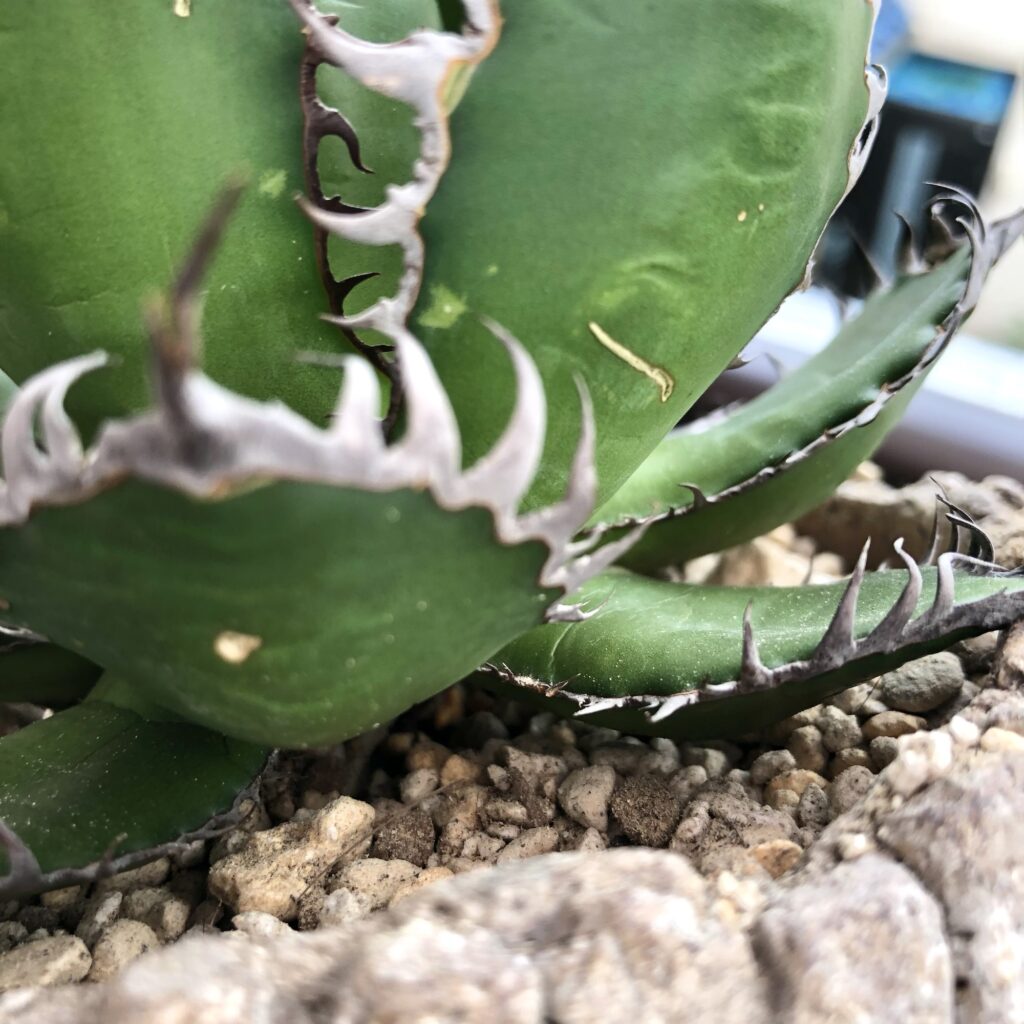 アガベ・ホリダ