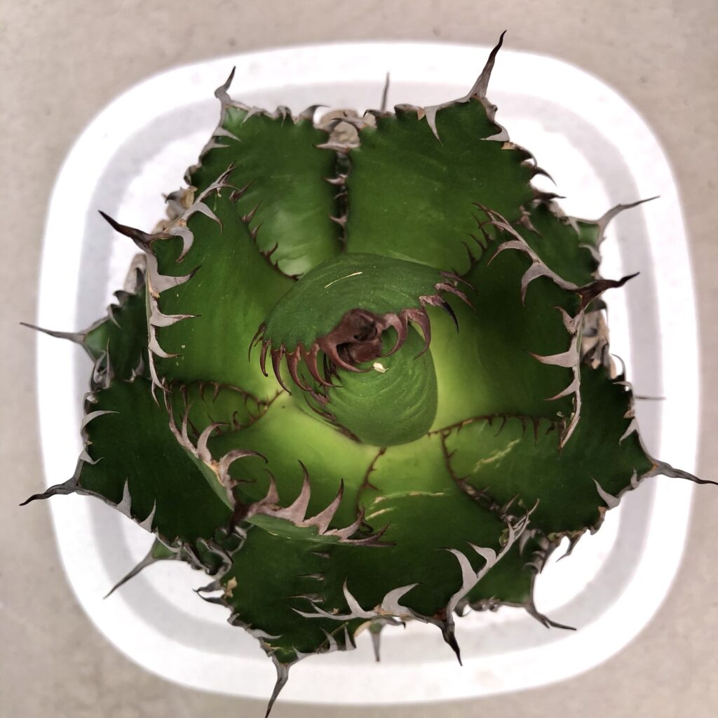 アガベ・ホリダ上から見た図