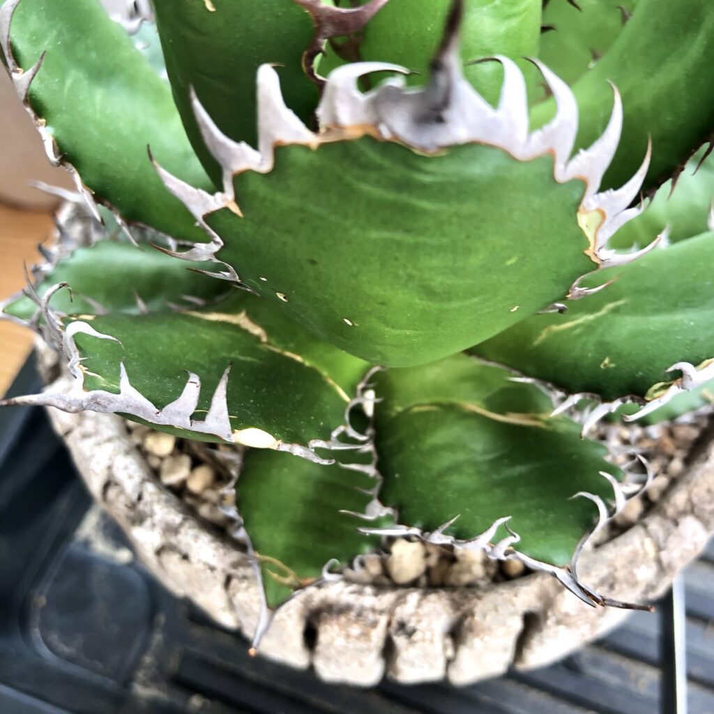 アガベ・ホリダ