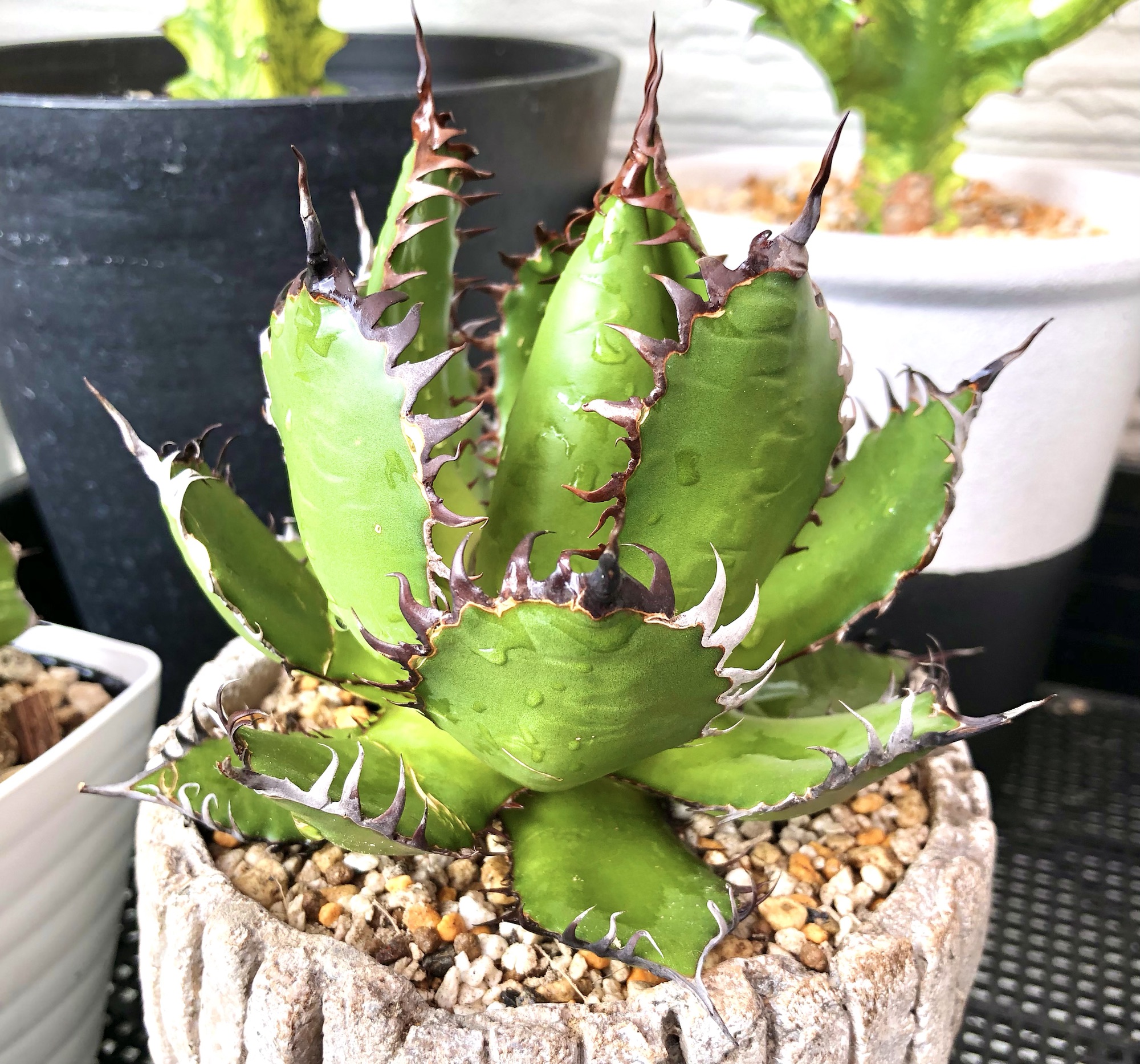 アガベ・ホリダ