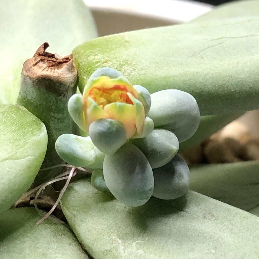 パキベリア・スカイの花