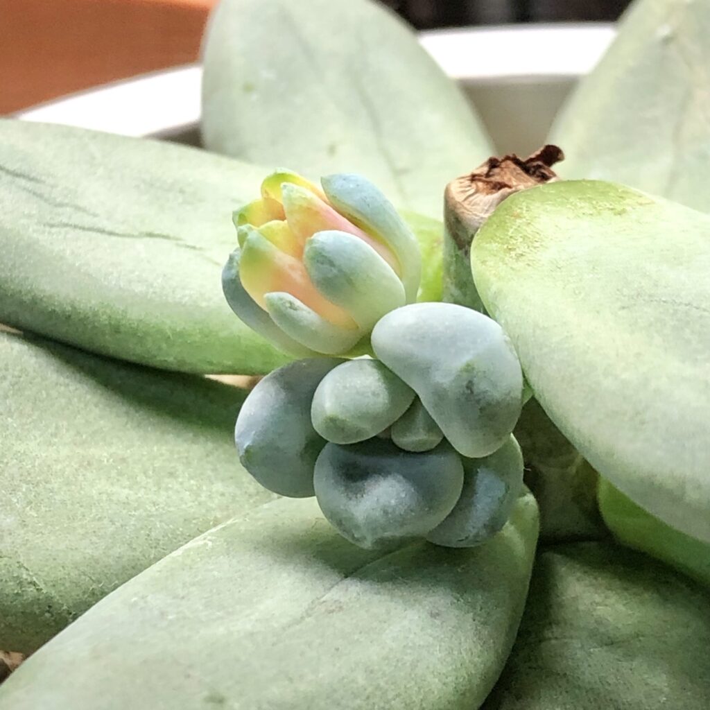 パキベリア・スカイの花